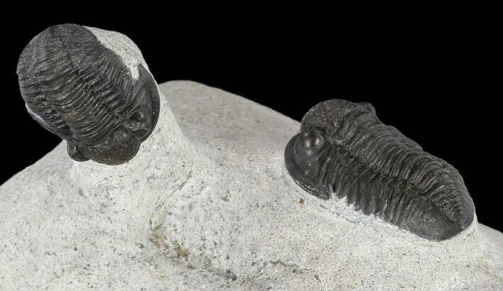Two Detailed Gerastos Trilobite Fossils - Morocco #119012